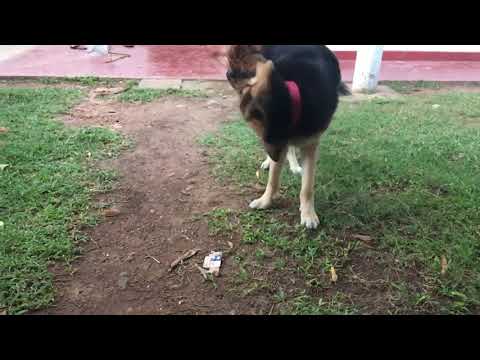 German Shepherd dog playing😍😍😍