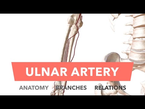 Ulnar Artery - Anatomy, Branches & Relations