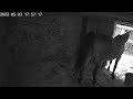Horse Taking A Dump