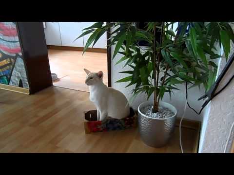 Jetzt kommt ein Karton - Lenny Frucht