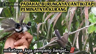 Download lagu mikat sikatan kipas sumatera 🥴 mp3