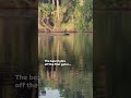 Video: Fearless bear fends off two Florida alligators while swimming #Shorts