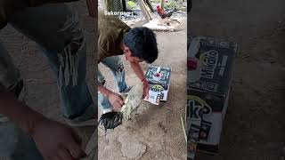 Download lagu Permainan Dulu vs. Sekarang !!#ayam #ayamlayer #youtubeshorts #chicken #nature mp3 Download lagu Permainan Dulu vs. Sekarang !!#ayam #ayamlayer #youtubeshorts #chicken #nature mp3