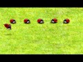 Sesame Street 15 Ladybugs