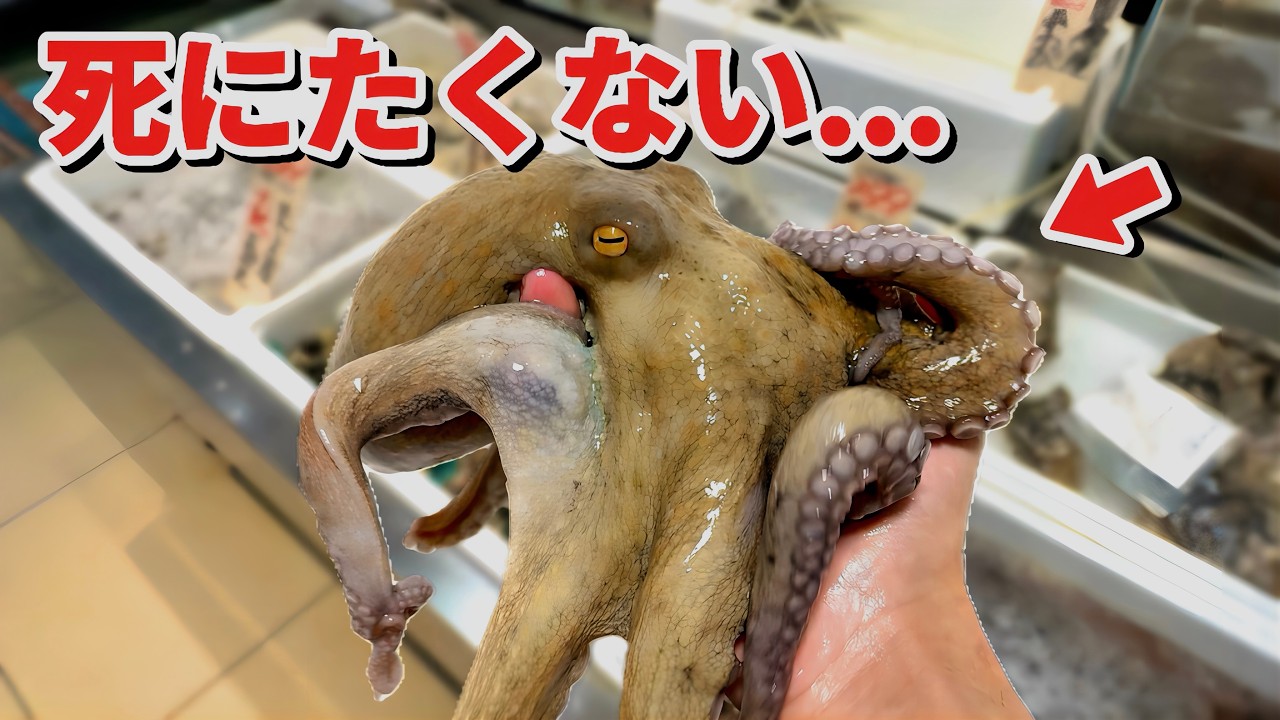 When they tried to raise an octopus that was left unsold at the supermarket, a miracle happened...!!