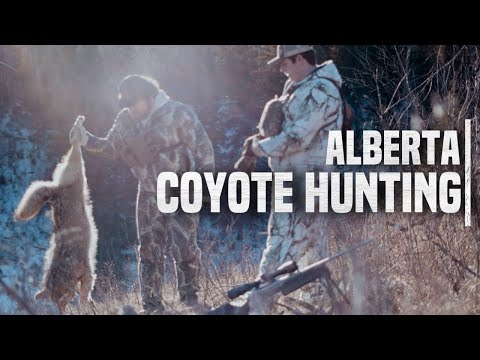 COYOTE HUNTING | ALBERTA