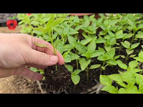 Grow youre own vegetable seedlings - its this easy !