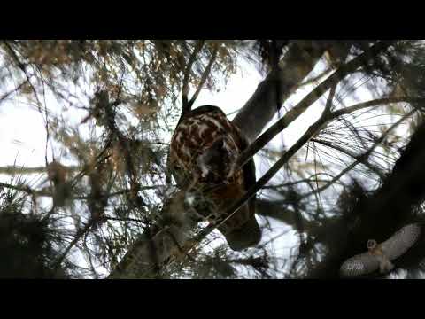 褐鷹鴞 Northern Boobook Ninox japonica