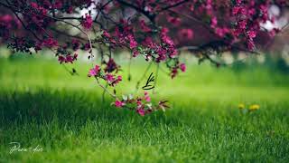 Download lagu POPPY MERCURY | Yang tak mungkin mp3