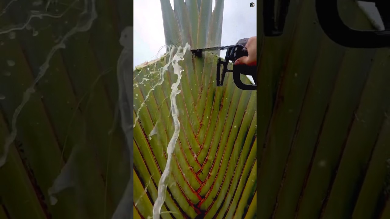 Water comes out when you cut the leaves