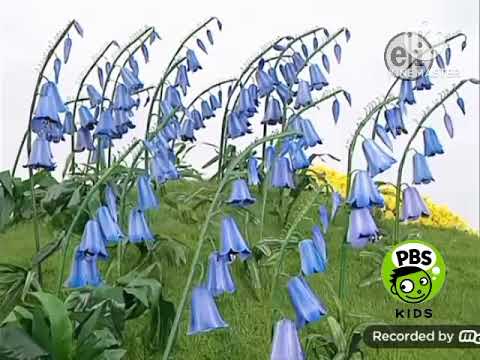 Teletubbies Bluebells Segment with Boohbah Sound Effects and US Narration