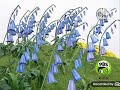 Teletubbies Bluebells Segment With Boohbah Sound Effects And US Narration