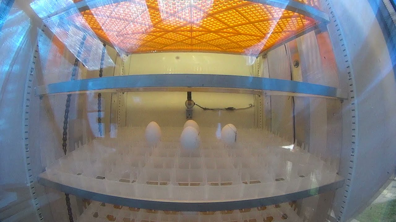 Процесс поворота яиц на лотках