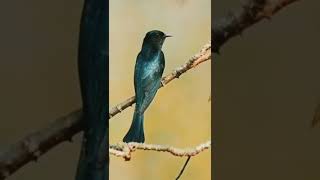 Download lagu Kedasih hitam/Square-tailed drongo-cuckoo (Surniculus lugubris) mp3 Download lagu Kedasih hitam/Square-tailed drongo-cuckoo (Surniculus lugubris) mp3