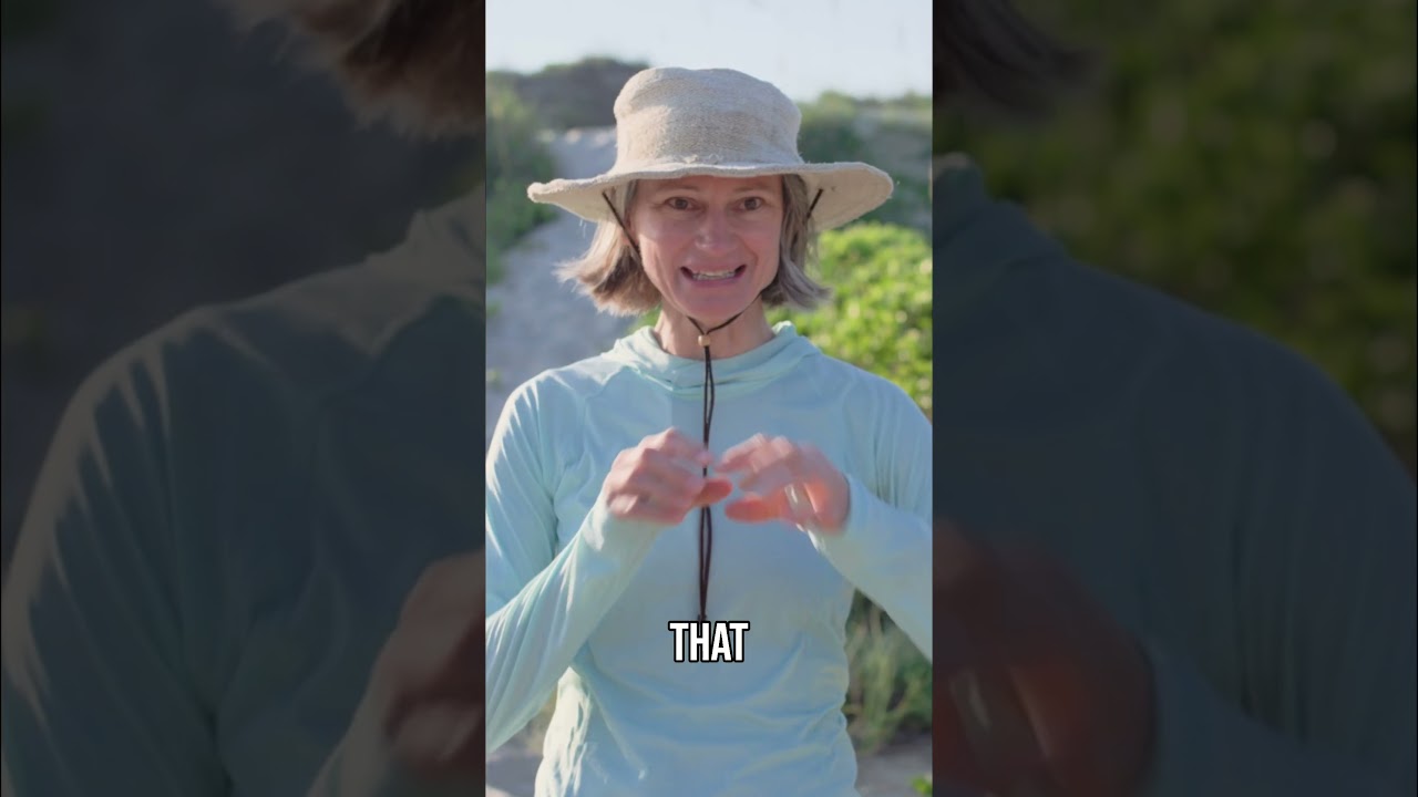 Rare Crystal Skipper Butterfly  North Carolina's Secret Gem