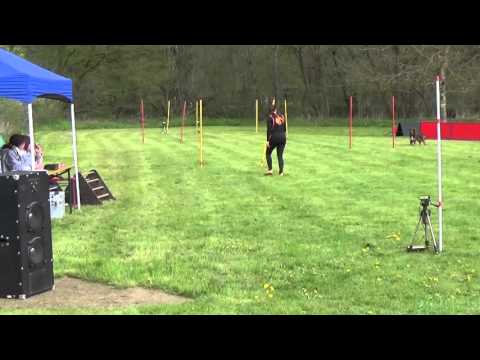 2016 04 24 THS Schmelz Limbach Aline u Nala Slalom 1