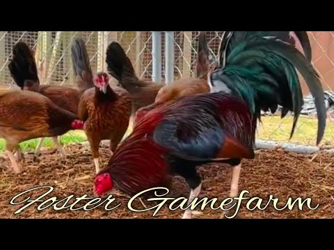 Foster Kelso Penny Hatch Grey - FOSTER FARM - Oklahoma