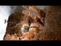 Tarantula Feeding Video 27 (Camel Spiders included...