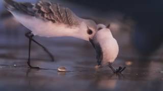 Piper - Nuevo corto de Pixar Animation Studios