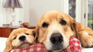Mother Dog Protects Puppies Compilation