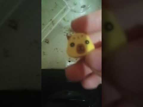 𝑔𝑘𝑎𝑧 #memes ＼（＠￣∇￣＠）／