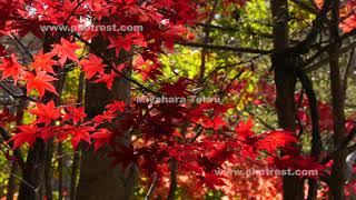 屈斜路湖の紅葉