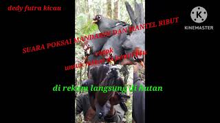 Download lagu SUARA POKSAI MANDARIN DAN MANTEL RIBUT mp3 Download lagu SUARA POKSAI MANDARIN DAN MANTEL RIBUT mp3