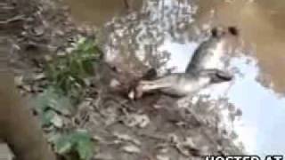 nothingtoxic.com-Alligator_Owns_An_Electric_Eel_But_Gets_Owned_In_Process.flv