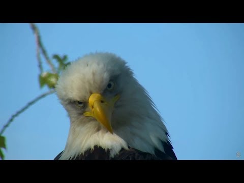 180515 Decorah Eagles - Mom