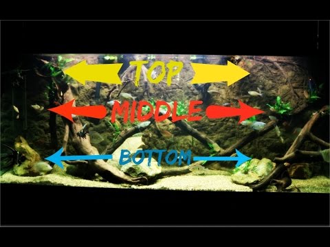 Top, Middle & Bottom Swimming Aquarium Fish
