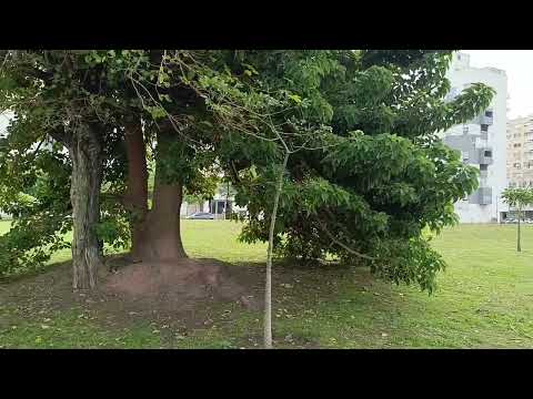 Predio abandonado, sin senderos ni árboles en Estación Buenos Aires - media pila @jorgemacriok