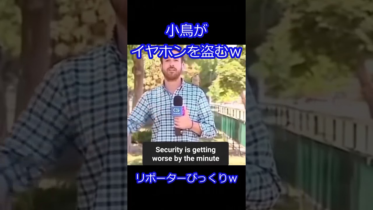 小鳥にイヤホンを盗まれるリポーターｗ