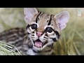 Ocelot - A Documentary