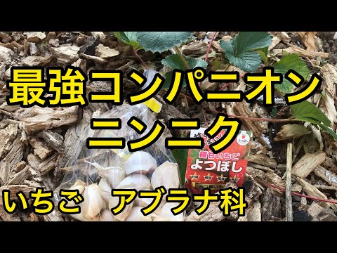 野菜、ハーブ、花の中でイチゴに最適なコンパニオンプランツは何ですか?  庭園