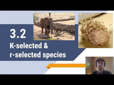 APES Video Notes 3.2 - K-selected & r-selected species