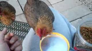 preview picture of video 'BB Red Old English Bantam Chickens Snack Time'