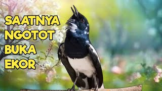Download lagu TERAPI KACER GACOR INI AMPUH ATASI KACER MACET BUNYI LANGSUNG NYAUT EMOSI BUKA EKOR mp3 Download lagu TERAPI KACER GACOR INI AMPUH ATASI KACER MACET BUNYI LANGSUNG NYAUT EMOSI BUKA EKOR mp3