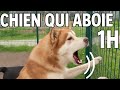 Dog Barking Sounds 1 Hour Of Real Dog Barking