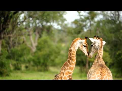 Singita Grumeti Reserve