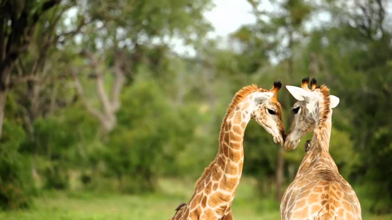 Singita Grumeti Reserve