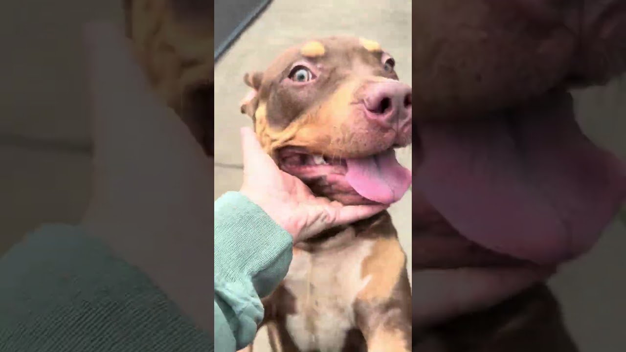 Enlarge Fuji, a Adopted Pit Bull Terrier in Chicago, IL video 5/5