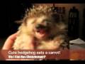Hedgehog Eating a Carrot