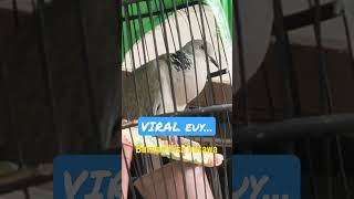 Download lagu burung bisa ketawa mp3