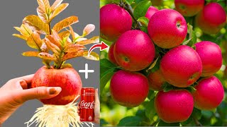 BEST Gardening Trick to Grow Apple Trees with Coca-Cola