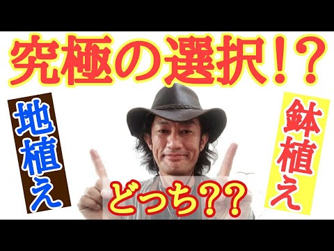 地中および鉢植えのキョウチクトウ用の土はどのような種類ですか?役に立つアドバイスとボーナスコメント！  庭園