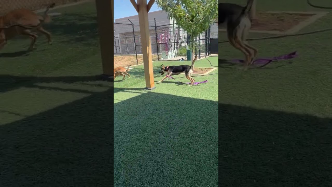 Enlarge Ember, a Adoptable mixed breed in Abilene, TX video 6/6