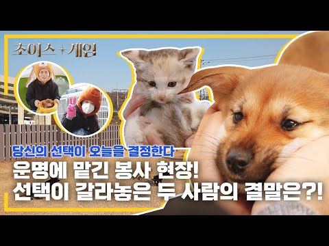 [초이스게임] 운명에 맡긴 봉사 현장! 선택이 갈라놓은 두 사람의 결말은?!ㅣEP.6 경주시 동물사랑보호센터 하 편