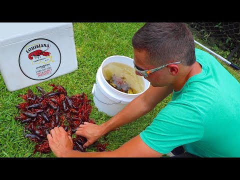 download lagu mp3 mp4 Order Live Crawfish, download lagu Order Live Crawfish gratis, unduh video klip Order Live Crawfish