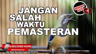 Download lagu 🔴Dijamin MASUK❗️Waktu Yang Tepat Mastering Pakai Masteran Cucak Cungkok Gacor ❗️ mp3