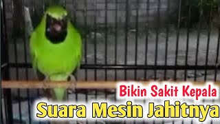 Download lagu Cucak ijo gacor isian mesin jahit mp3